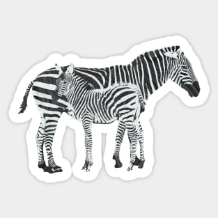 Zebras Sticker